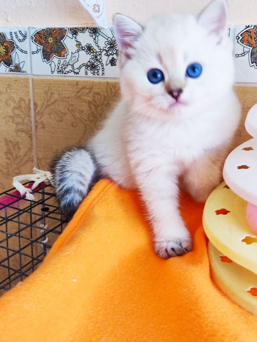 British shorthair NY  11 33  cu pedigree.