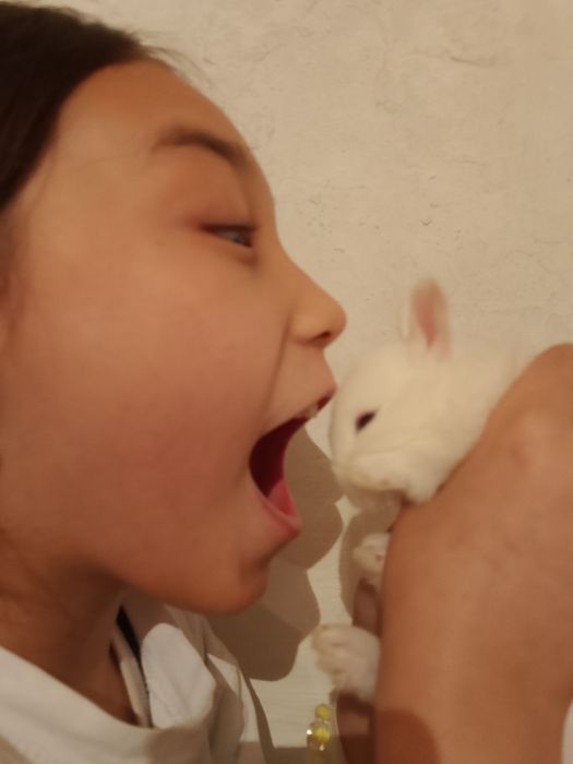 Декоративные кролик