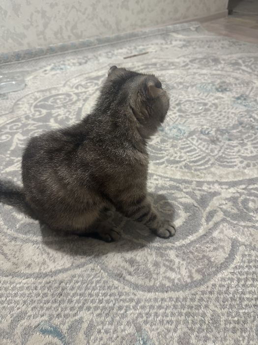 Отдам кошку в добрые руки