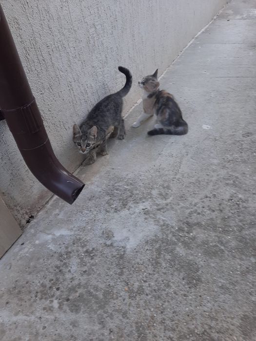 3 pisoi 3 luni Saftica pentru adoptie