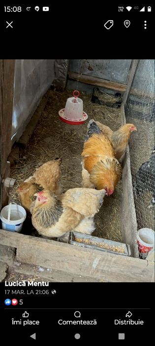 Gaini brahma mai multe varietati de culori