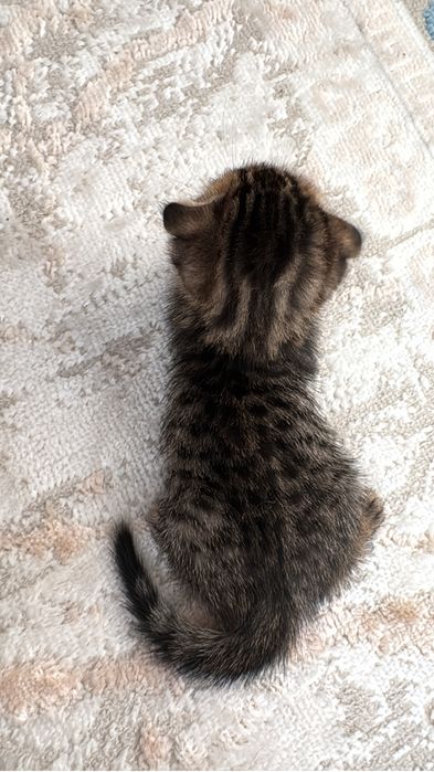 Продаются котята метисы