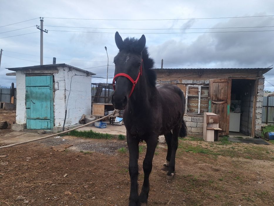 2 жаска енді толған құнан сатылады
