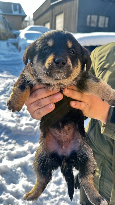 Щенки без родословной, звоночки