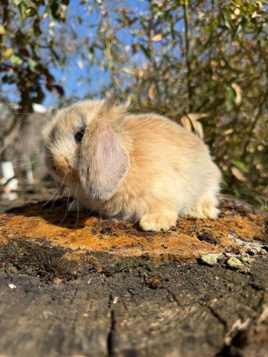 Vând iepuras Berbec Pitic (Mini Lop)