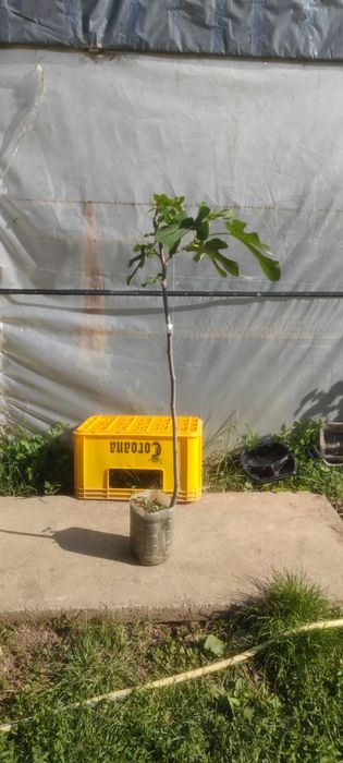 Smochin smochini galben verde sau mov in ghivece