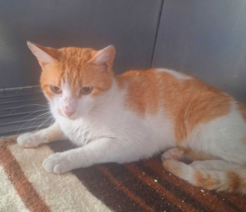 Adoptie pisica motan Portis
