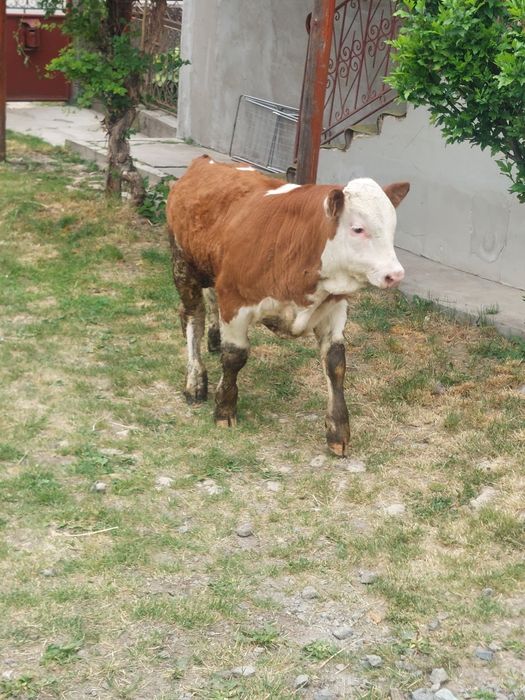 Vand vițel de 10 săptămâni