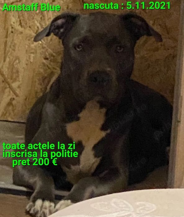 Fata Amstaff blue/cu toate documentele