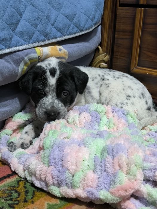 Щеночек в добрые руки!