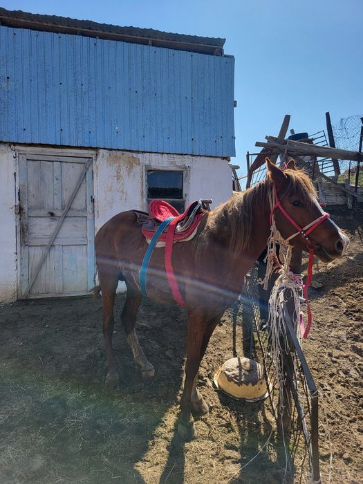 Айгыр сатылады, продам жеребец