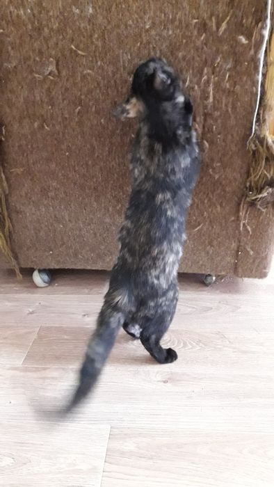 Пристраиваем молоденькую кошечку