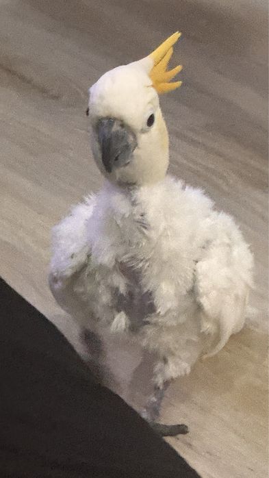 Продам Какаду оранжевохохлый ручной