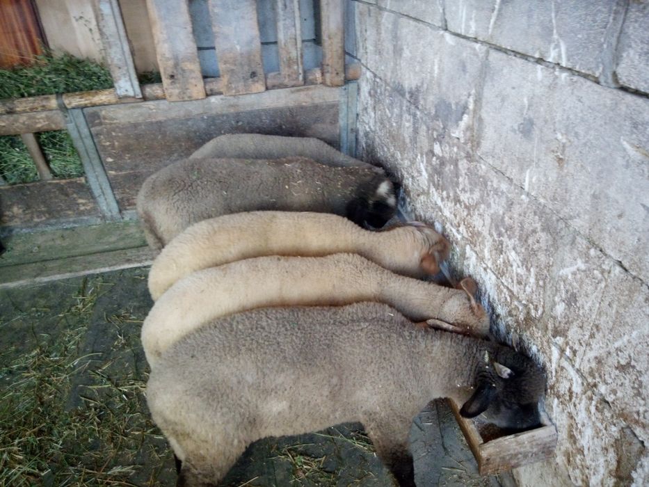 Oi tinere de vânzare