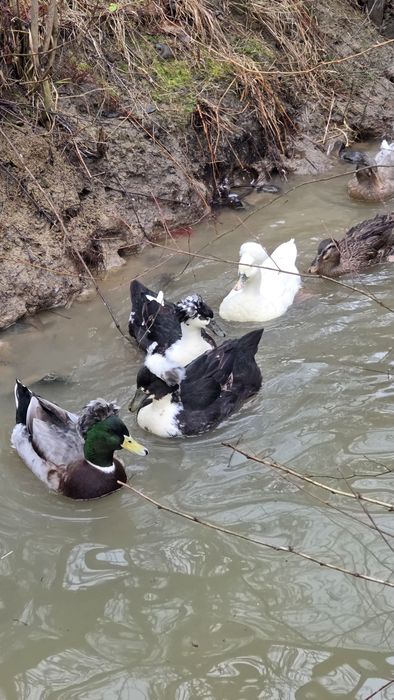 Oua de încurcat de la rațe moțate