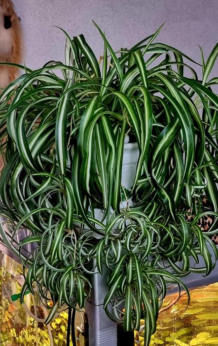 Цветы комнатные от 2500