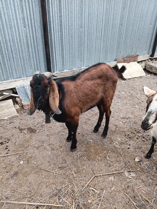 Козлы(теке)  продаются