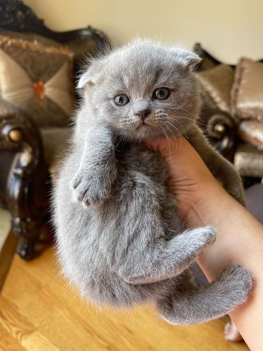 Шотландский вислоухий котёнок