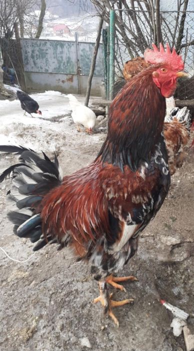 Cocosi de casa pentru crestere sau sacrificat