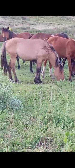 Башкир құнан сатылады мұғалжар