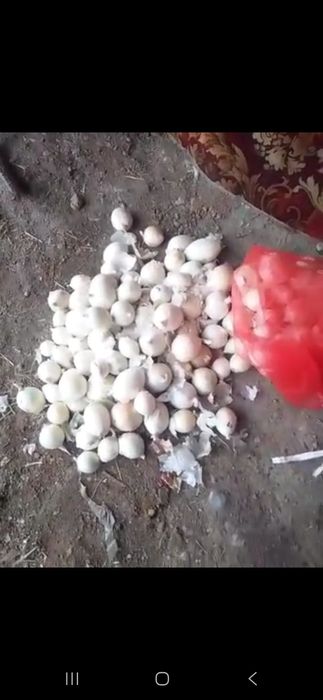 Лук белый, oq piyoz, pyoz, оптом белый лук , optom