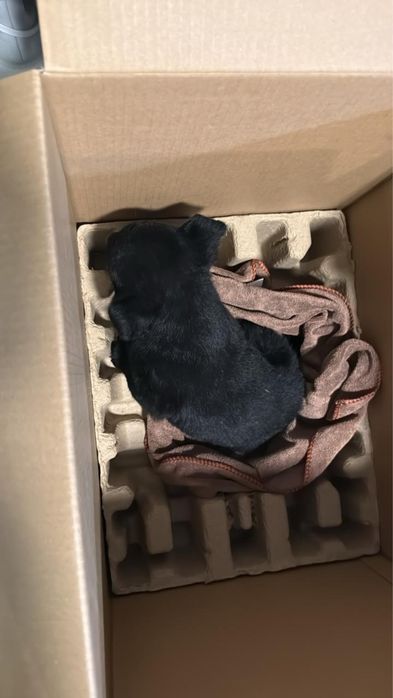 Отдам щенка в добрые руки