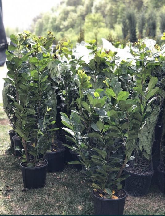 Plante ornamamentale de orice specie