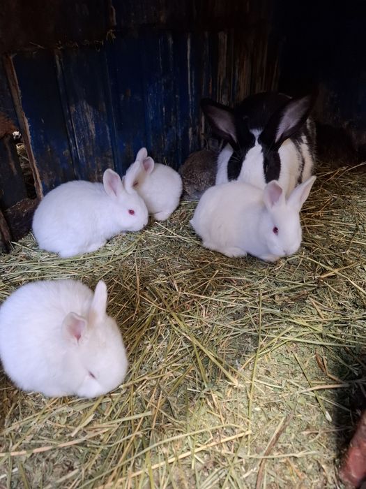 Hycole francez de vânzare