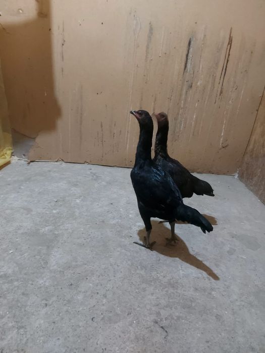 Дакан тауықтар атеш сатылады