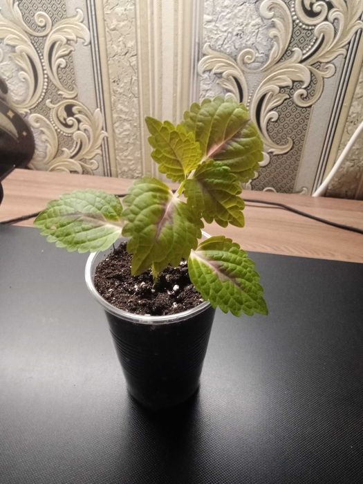 Укоренившийся черенок Колеуса Блюме.