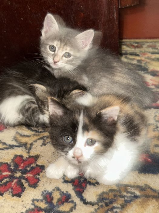Котятя бесплатно