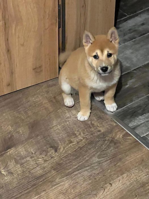 Шиба Ину момченце