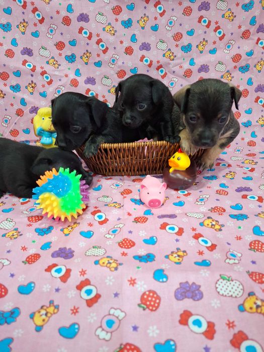 Щенки русский той терьер