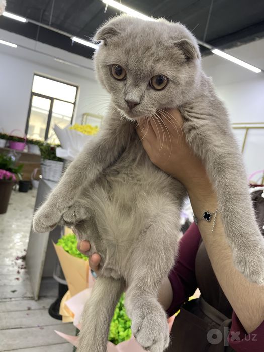 Продам скотт фолд