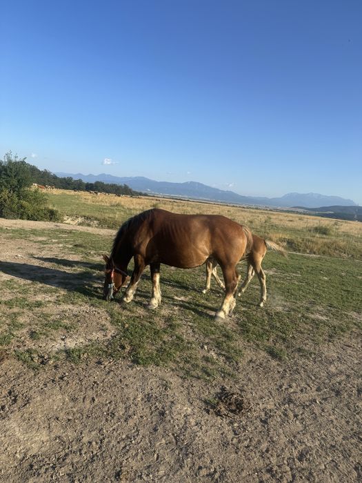 Vand iapa cu manză