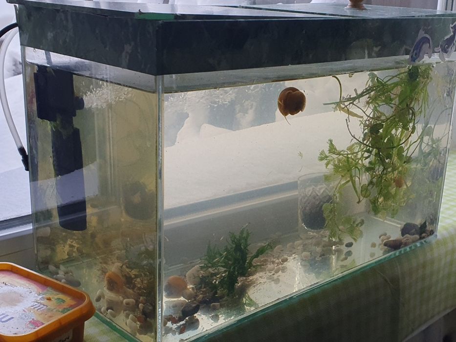 Продаю два аквариума с рыбками