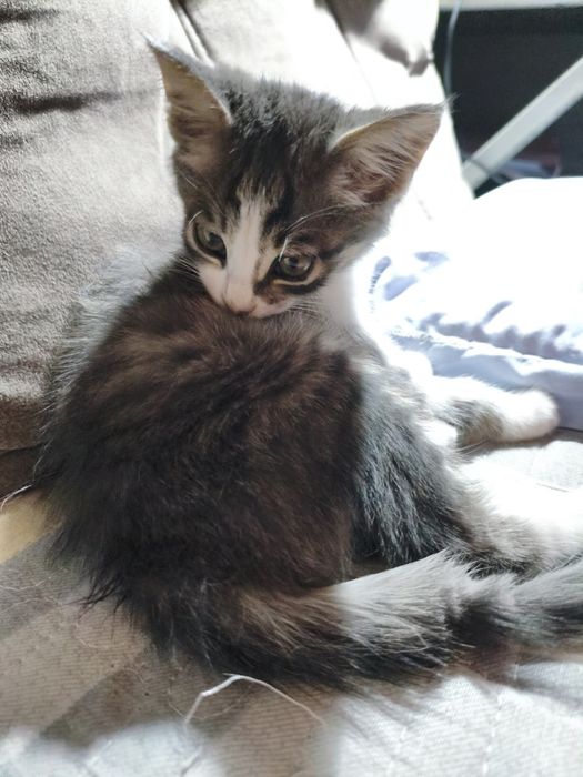 Отдам котёнка в добрые руки.