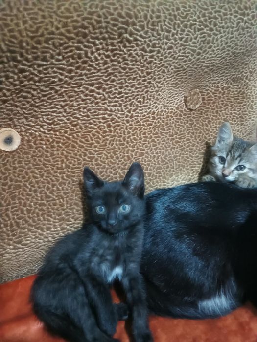 Отдам котят в добрые руки