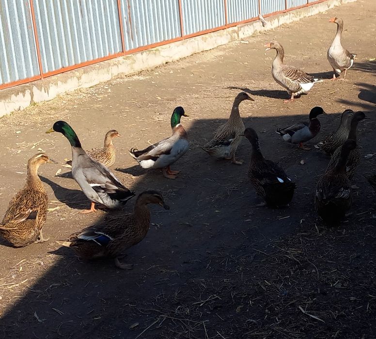 Утиные яйца яйцо