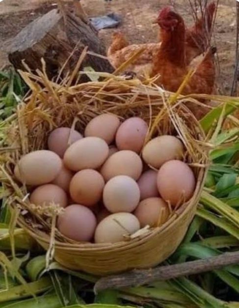 Продаются куриные яйца