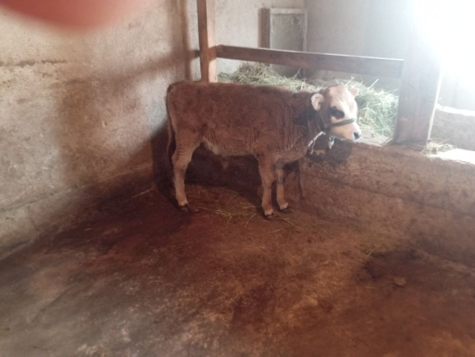 Продам телёнка бычка срочно