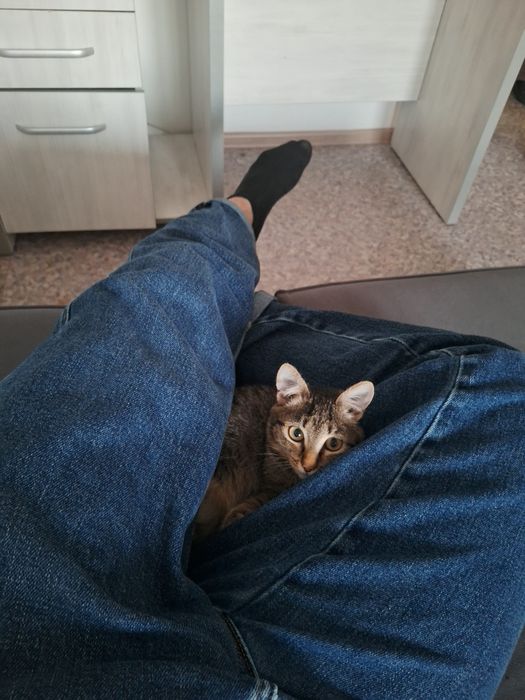 Кошка 2 месяца бесплатно