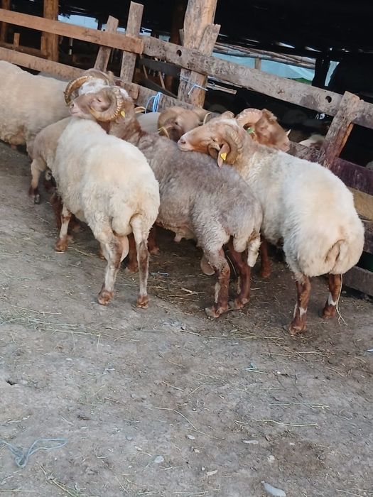 Vand 5 berbeci awassi