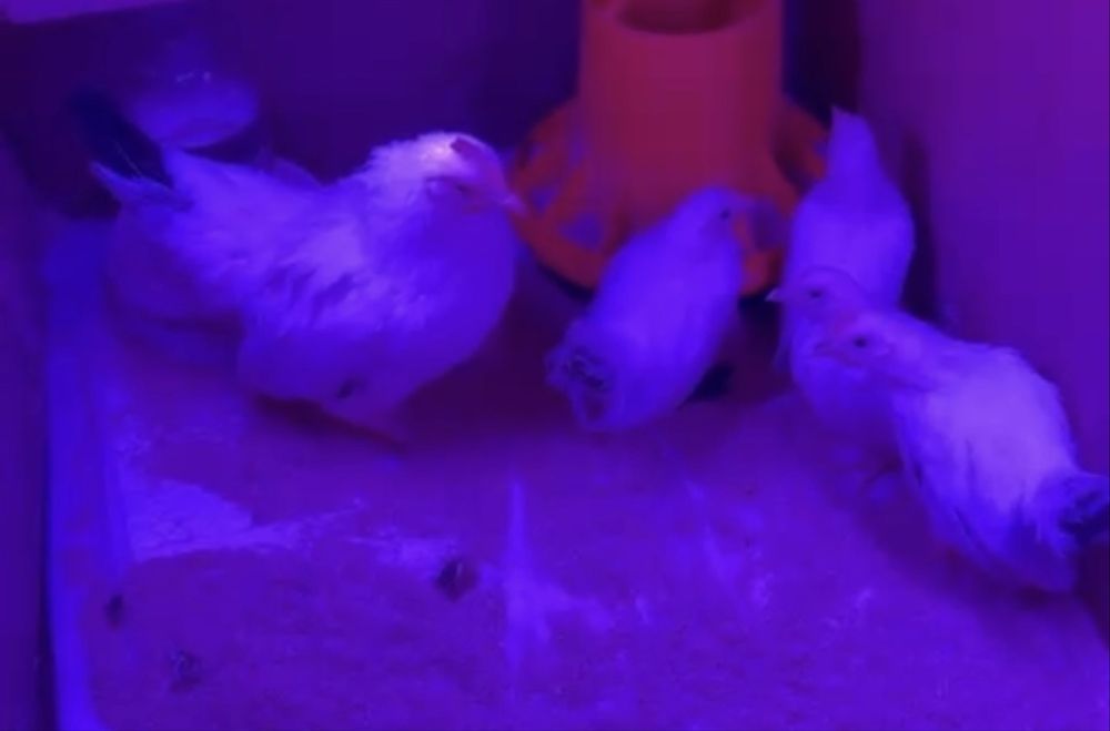 Продам цыплят шабо