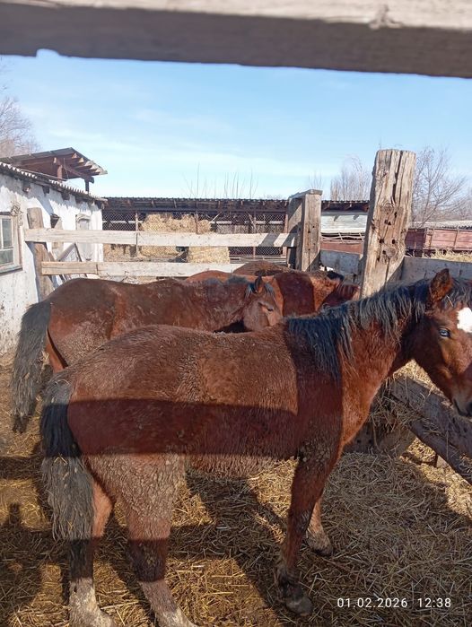 Продам жеребцов оптом на откорме .