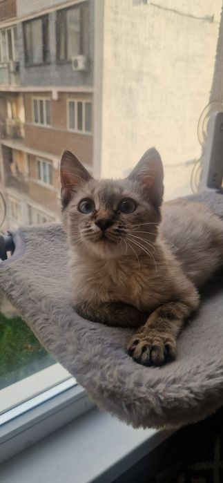 Котенок ищет любящий дом