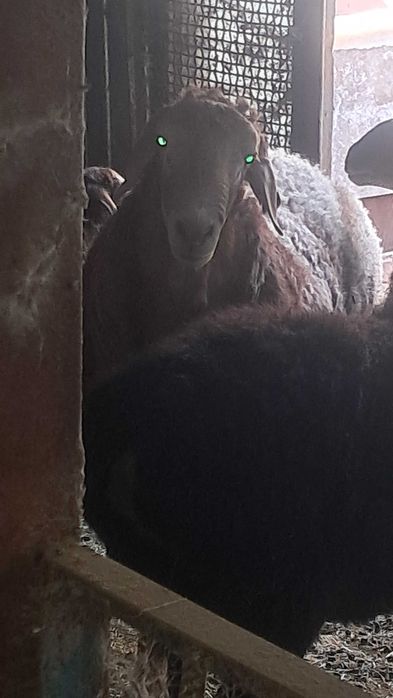кочкар 1,5 года Арашан