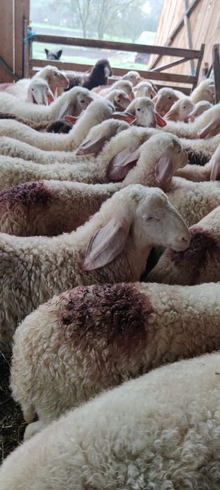 Vând berbecuți assaf