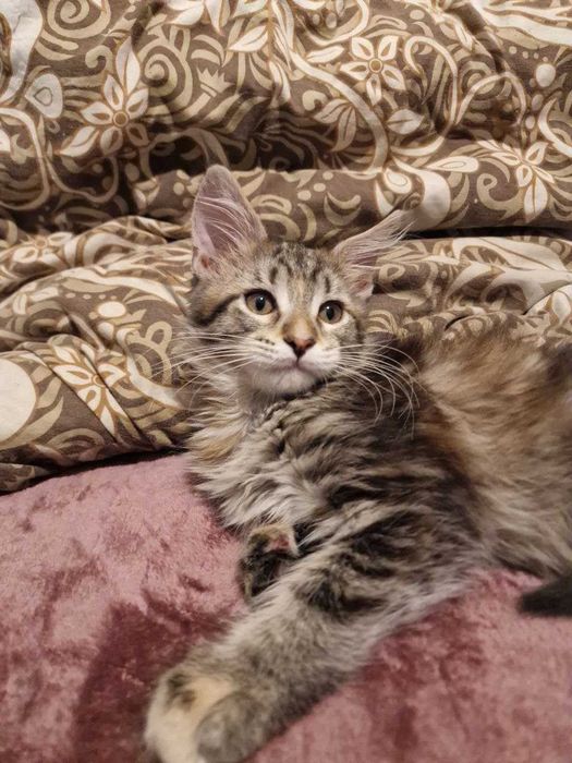 Котята Мейн-кун (девочки)