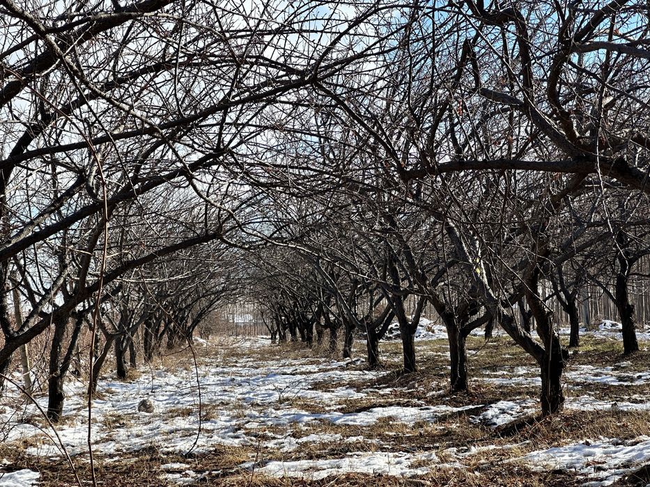 Daraxt sotiladi 200 ta sliva